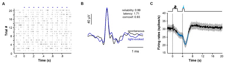 Figure 7—figure supplement 1.