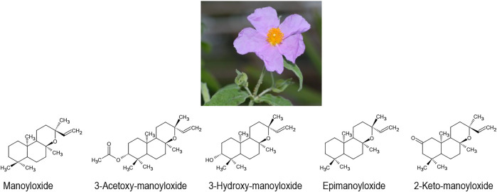 FIGURE 3