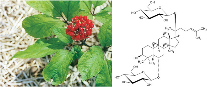 FIGURE 11