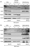 Fig. 7.