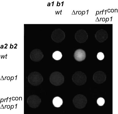 FIG. 5.