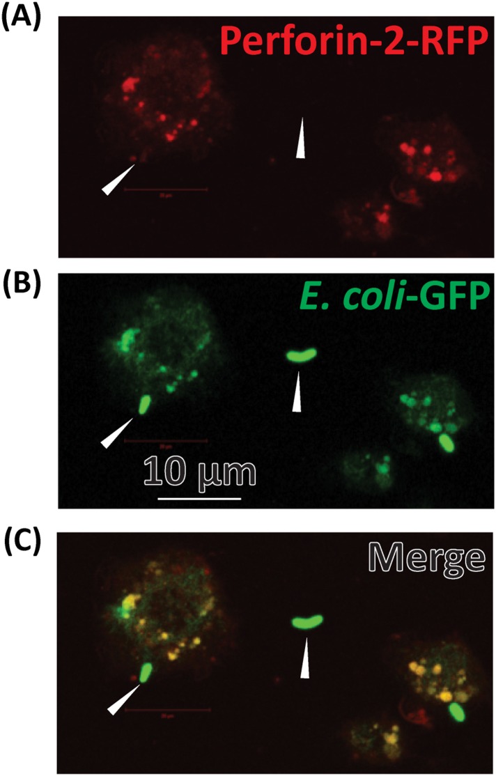 Figure 4—figure supplement 3.