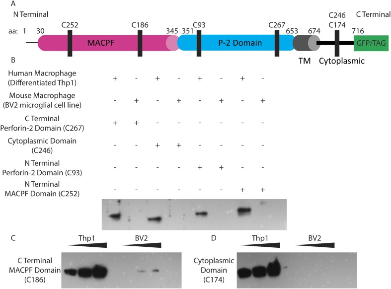 Figure 6—figure supplement 1.