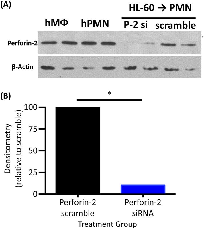 Figure 1—figure supplement 3.