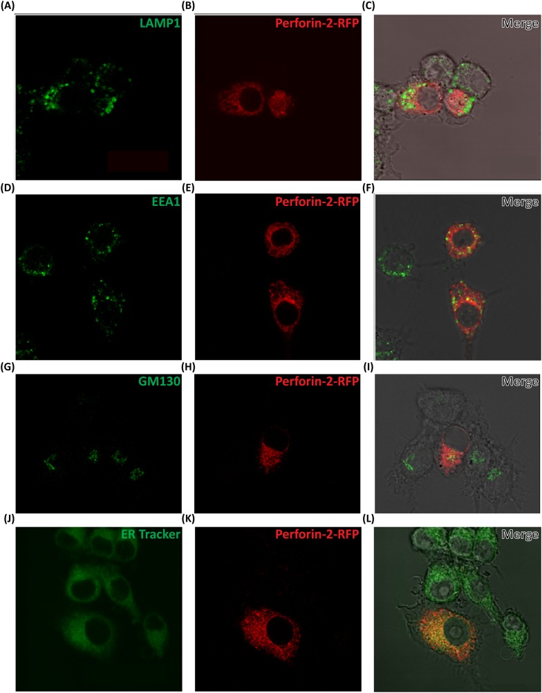 Figure 4—figure supplement 1.