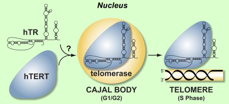 Figure 7.