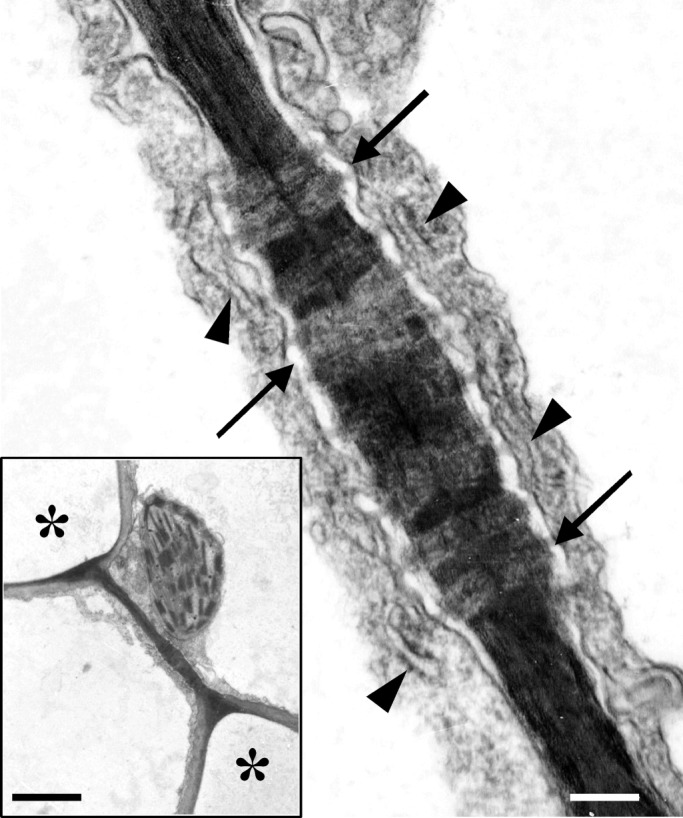 Fig. 10.