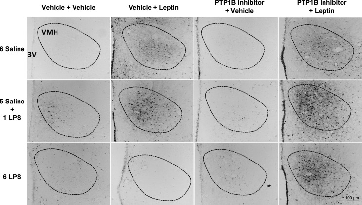 Fig. 8.