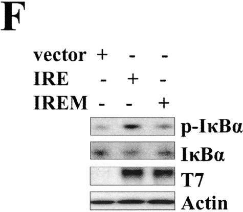 FIG.2.