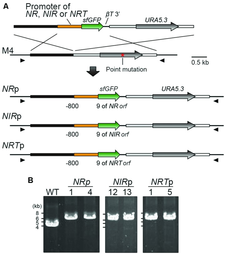 FIGURE 2