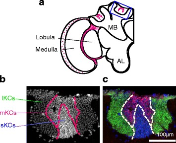 Fig. 2