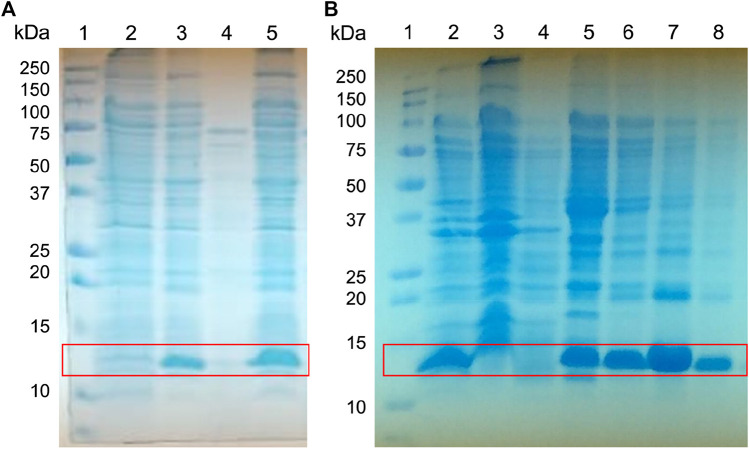 FIGURE 3