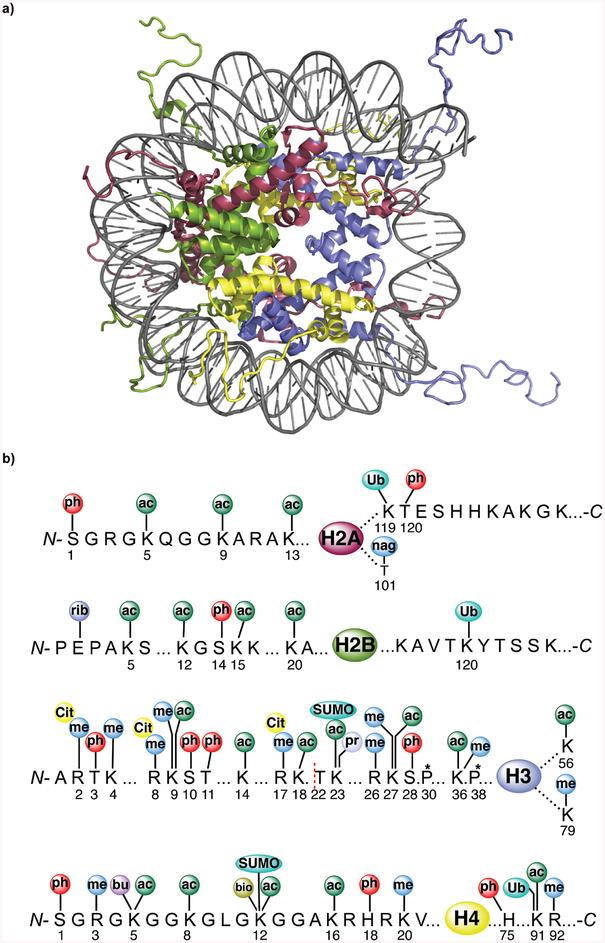 Figure 1A.