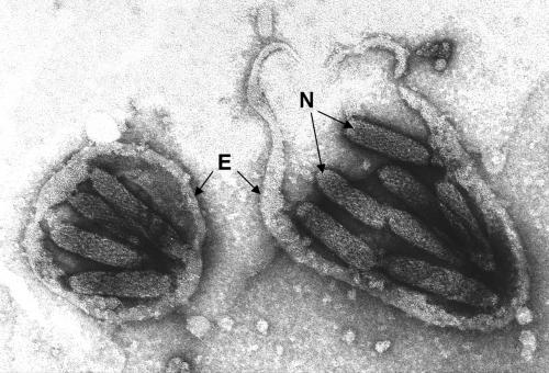 FIG. 10.