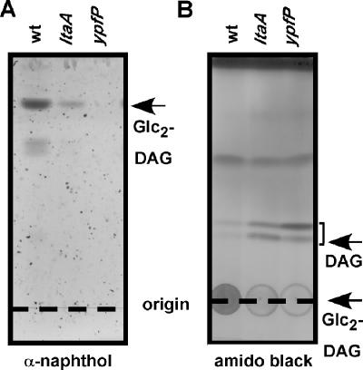 FIG. 7.