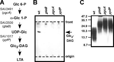 FIG. 2.