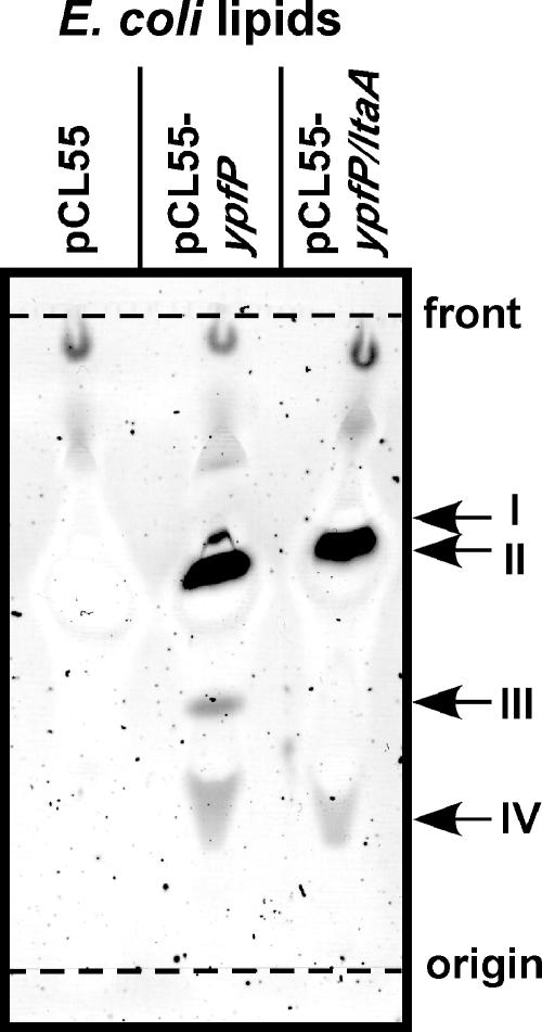 FIG. 5.