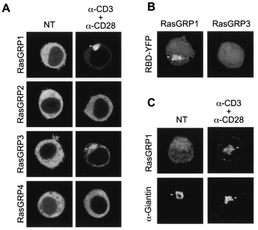 FIG. 8.