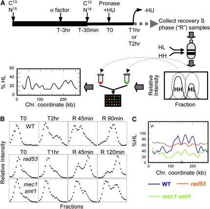 Figure 3.—