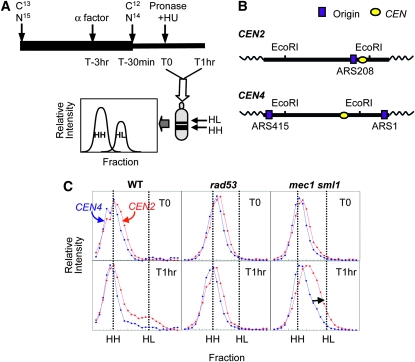 Figure 2.—