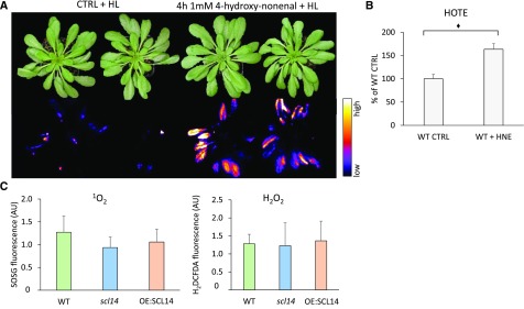 Figure 12.