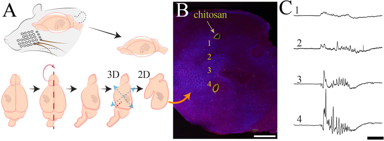 Figure 1—figure supplement 3.