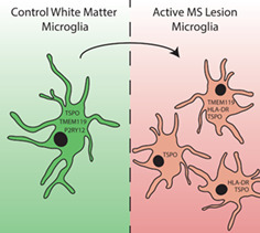 graphic file with name GLIA-69-2447-g006.jpg