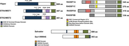 MST1/MST2 Protein Kinases: Regulation and Physiologic Roles - PMC