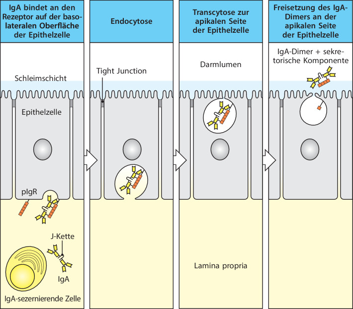 graphic file with name 978-3-662-56004-4_12_Fig11_HTML.jpg
