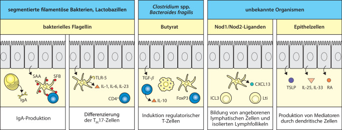 graphic file with name 978-3-662-56004-4_12_Fig23_HTML.jpg