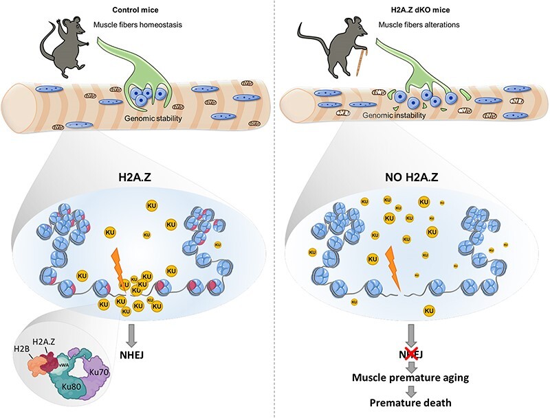 Graphical Abstract