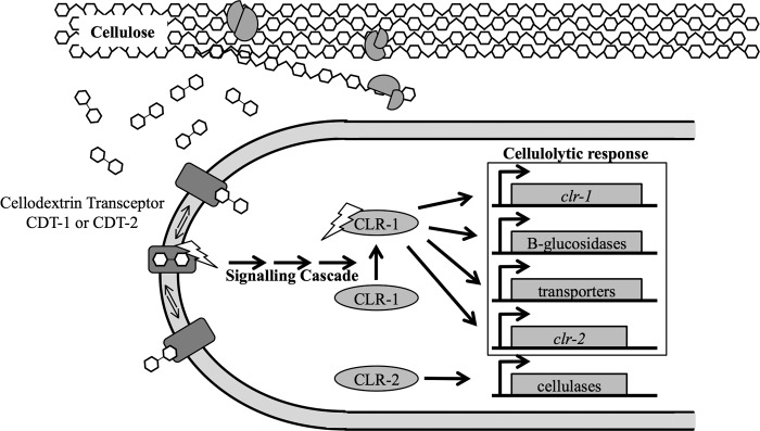 FIGURE 7.