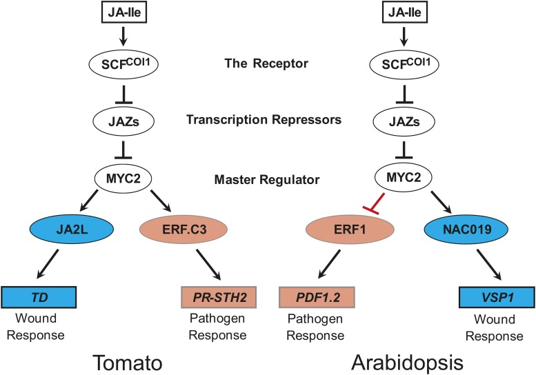 Figure 11.