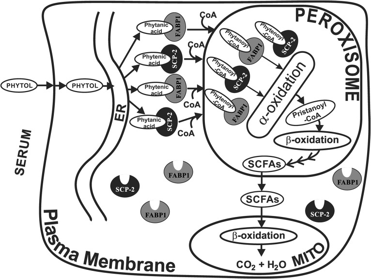 Fig. 7.