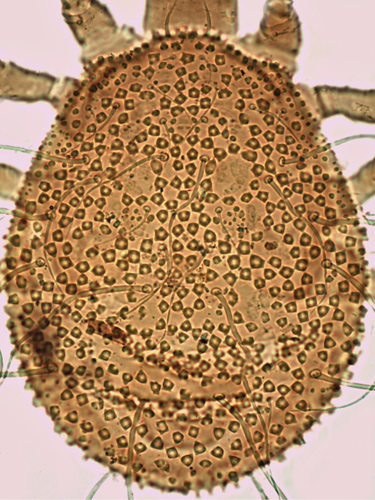 Plate 31.