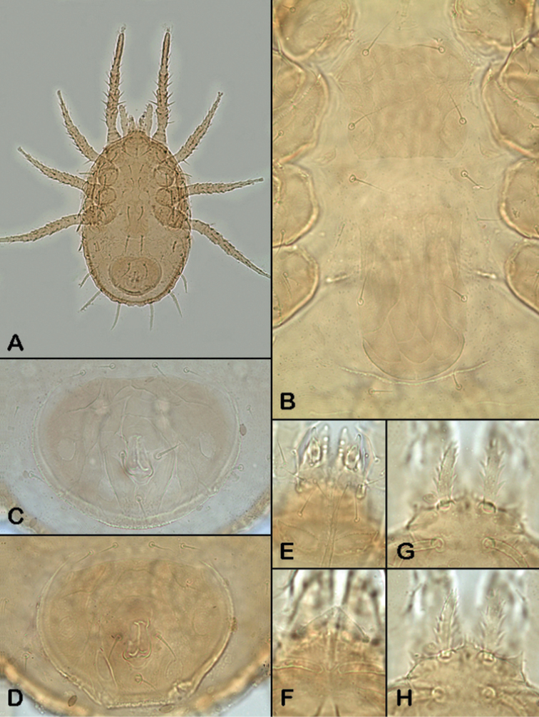 Plate 21.
