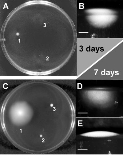 FIG. 2