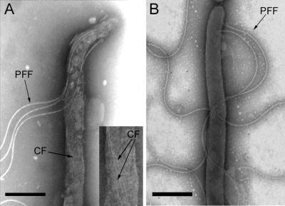 FIG. 5