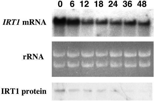 Figure 5.