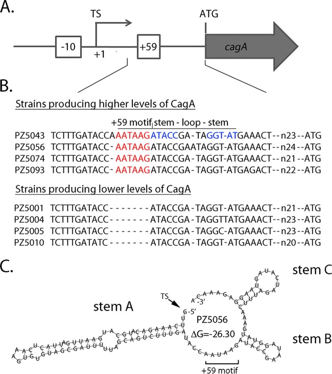 FIG 1