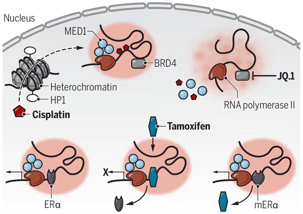 Pharmacophore-specific condensates