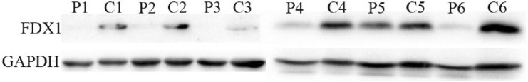 Fig. 7