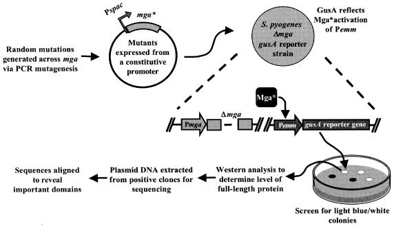 FIG. 1.