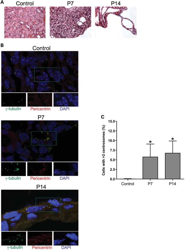 Figure 6.