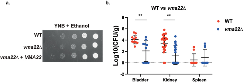 Figure 7.