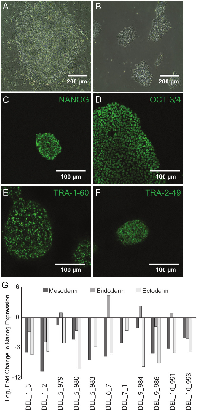 Figure 2—figure supplement 1.