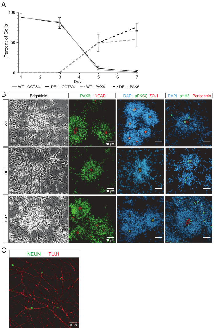 Figure 3—figure supplement 1.