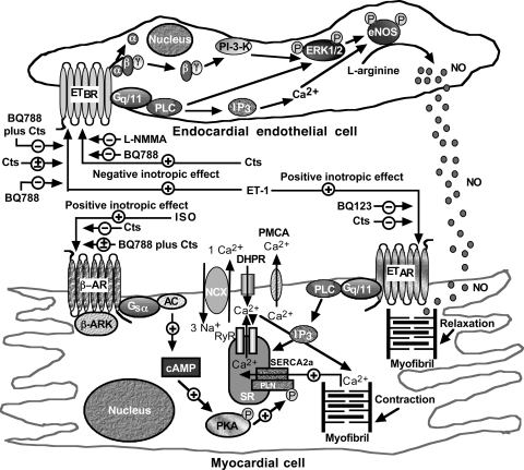 Fig. 8.