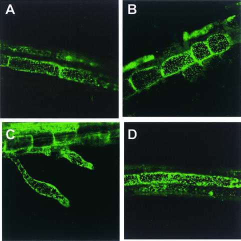 Figure 12.