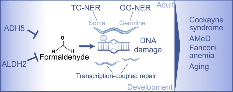 Graphical Abstract